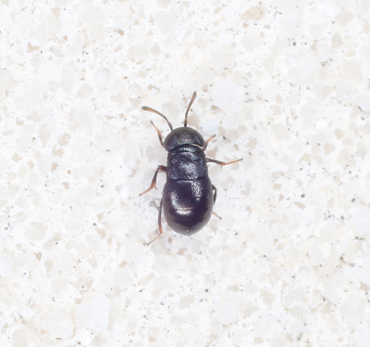 Encyrtidae